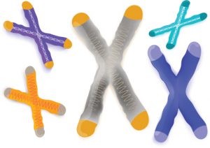 Chromosome with telomeres